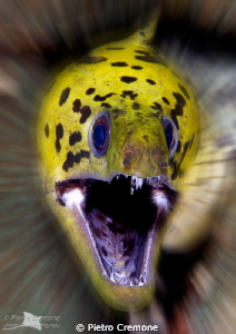 Roar!! 
 by Pietro Cremone 
